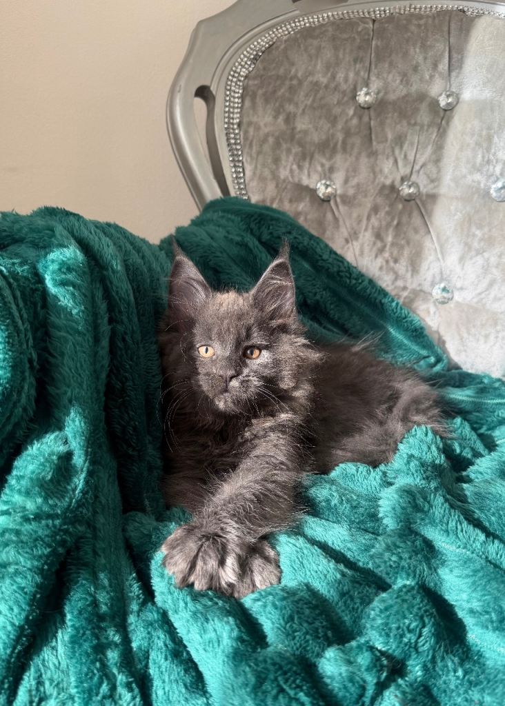 1 LEFT SHOW QUALITY MAINE COON GIRL 