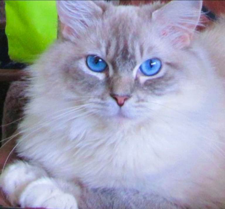 Ragdoll 1xmale chocolate point 