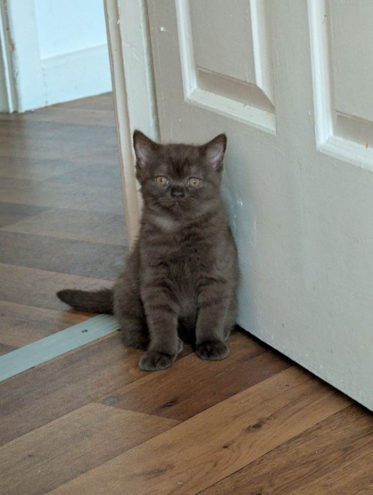 Last  brown Pure British short hair kitten