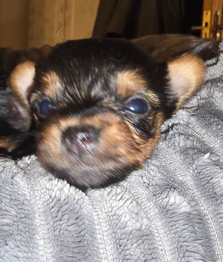 Minature Yorkshire pups 1 boy 1 girl available 