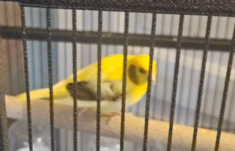 Baby Canary  8 weeks old 