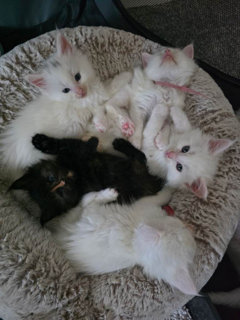 Maine coon' with Russian bloodlines