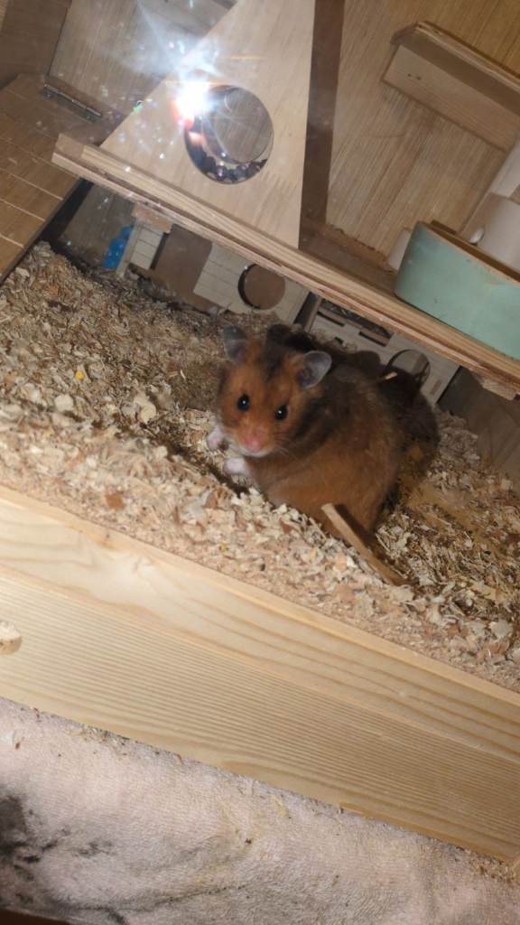 Female Syrian hamster and full cage setup
