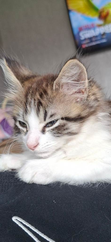 1 left beautiful boy kitten 