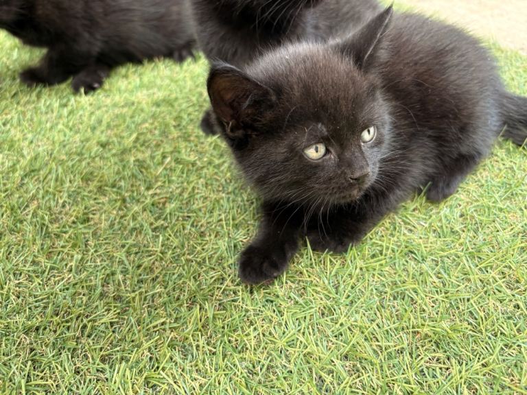 Kitten 