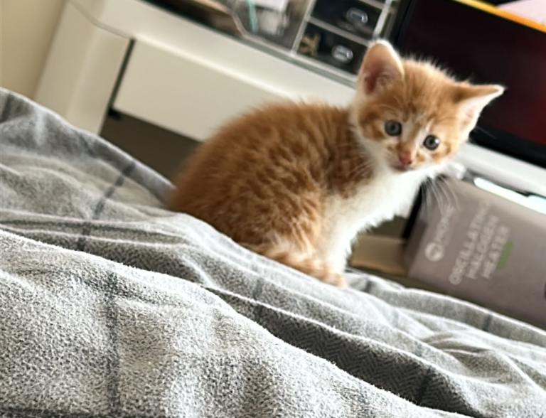 Kitten for sale 