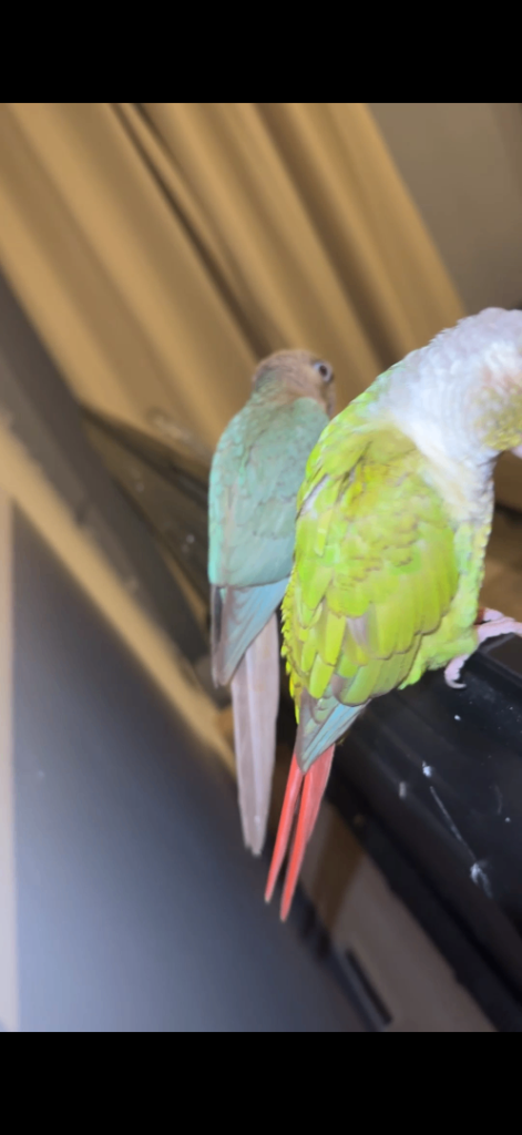 Pair of Green Cheek Conures – Friendly & Tame