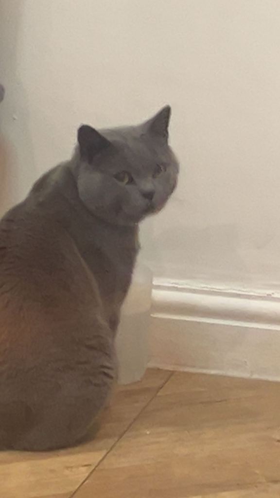 British short hair grey