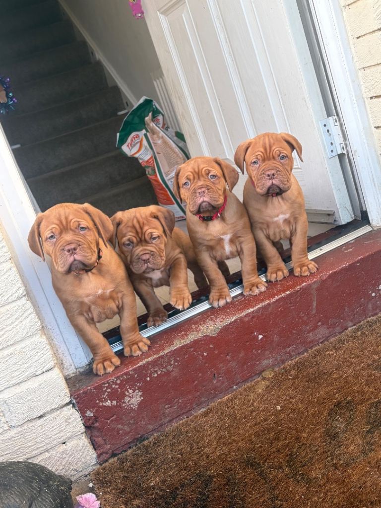 2 bitches left !!FULL KC PEDIGREE DOGUE DE BORDEAUX💗💙 