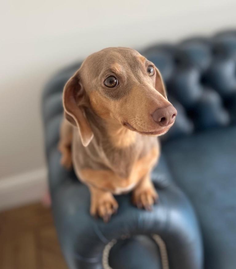 Stunning litter of miniature daschunds