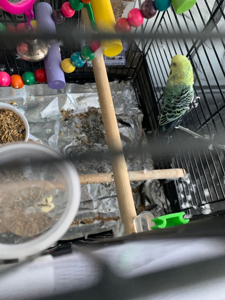 Budgie, cage and all the accessories