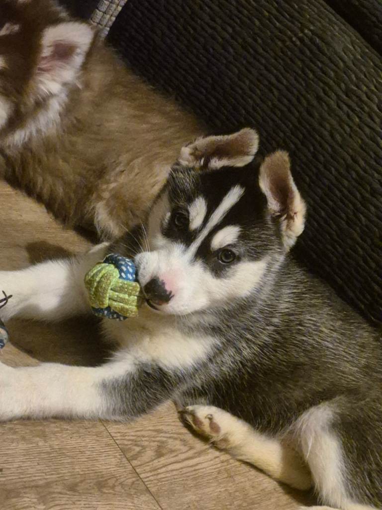 Beautiful huskymalmute girl ready NOW ♥️