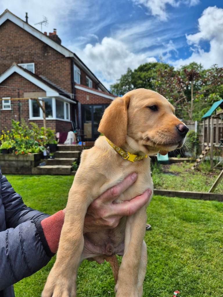 Labrador puppies for sale 
