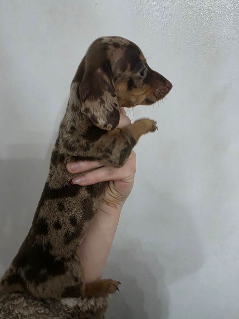 Miniature Dachshund puppies  