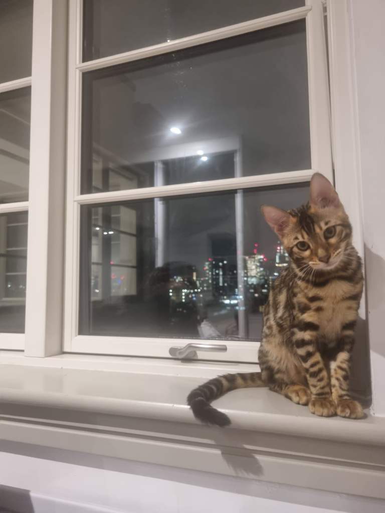 Stunning Bengal Boy Tiger 🐾🤎