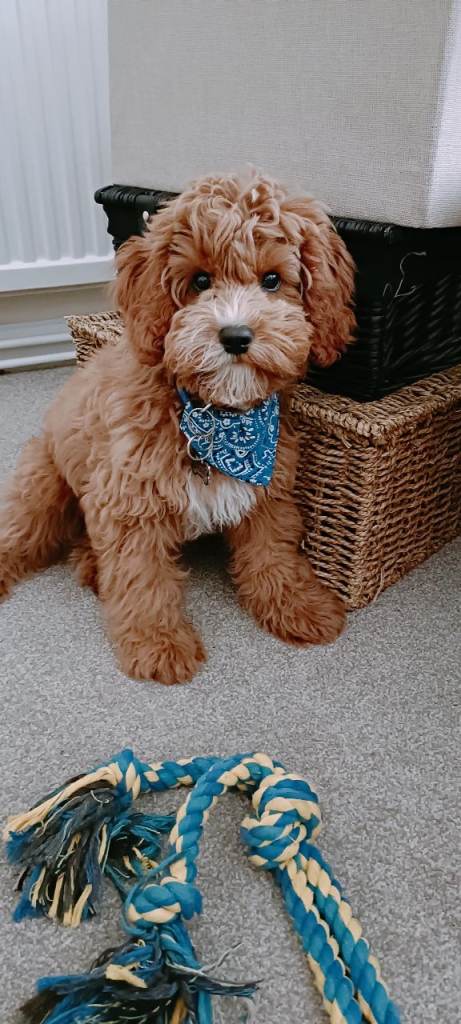 Mr.Bear