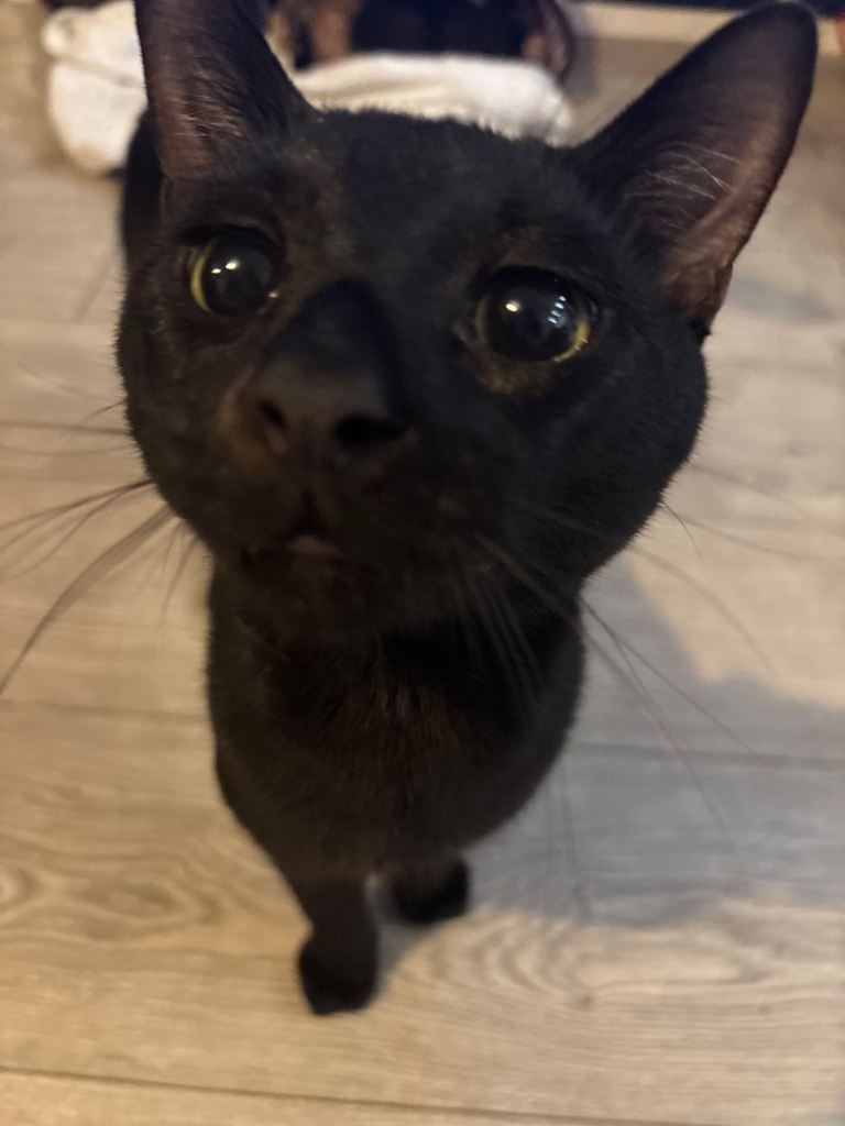 Cats need loving homes 