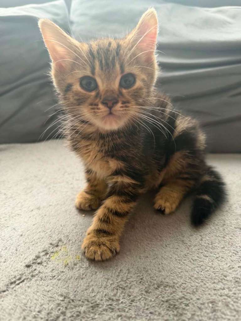2 female kittens 