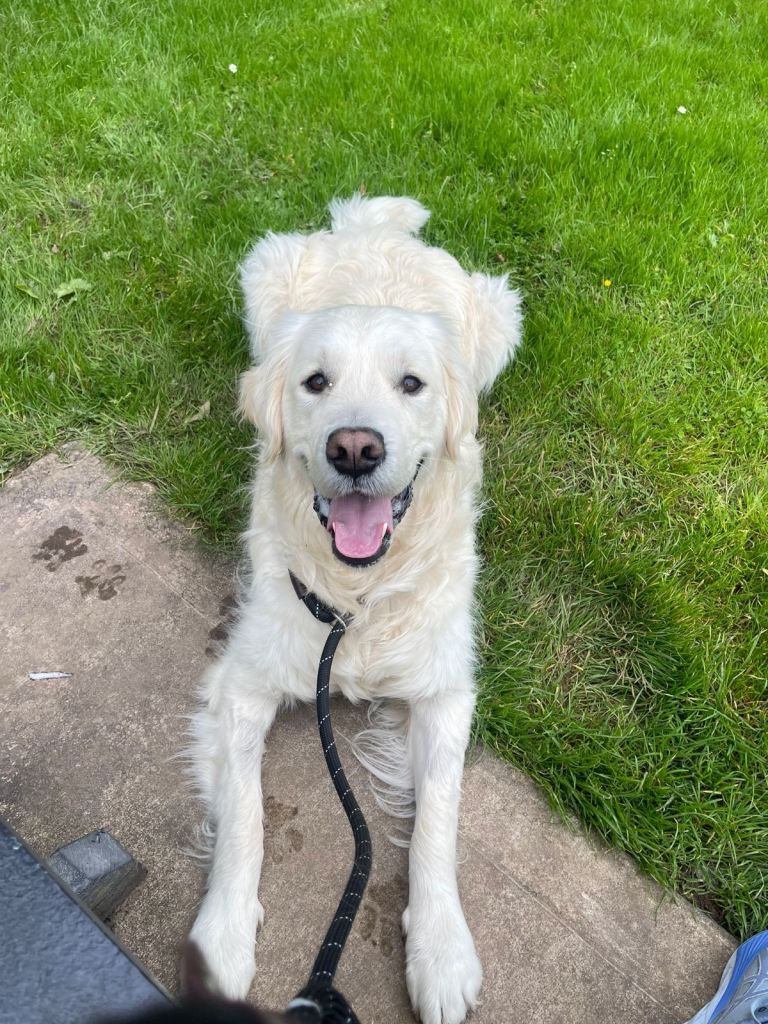 Rex🩵- Golden Retriever 