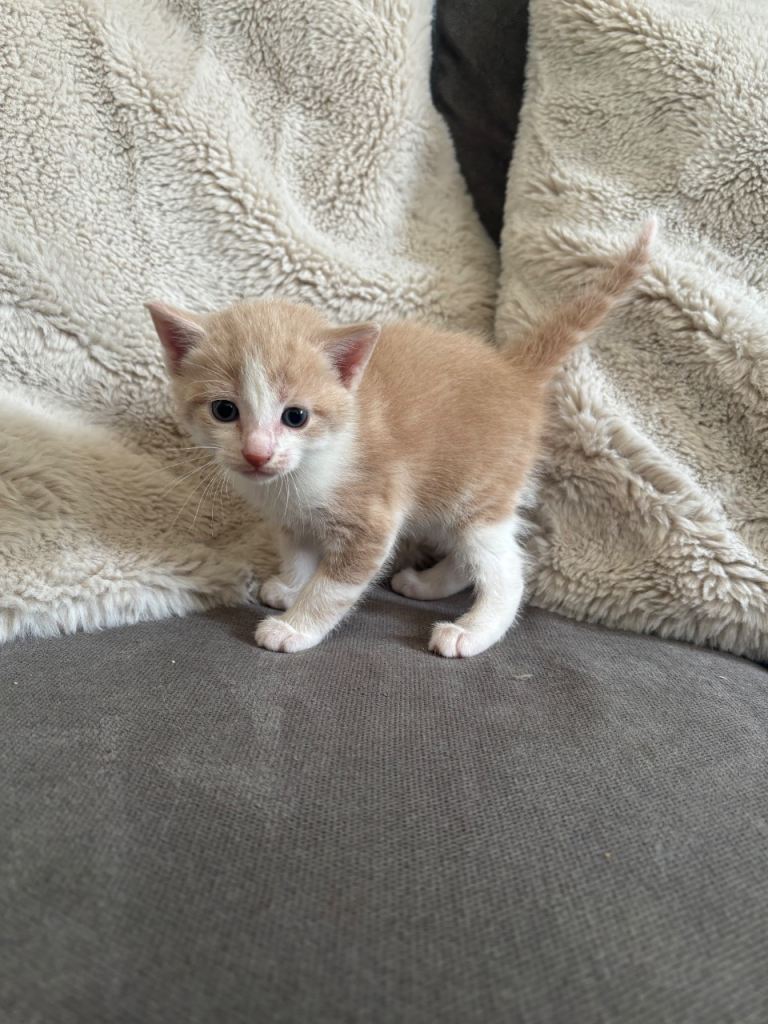 Persian cross kittens only 3 left 