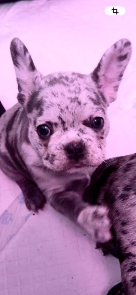 Pure bred french bulldog puppies 