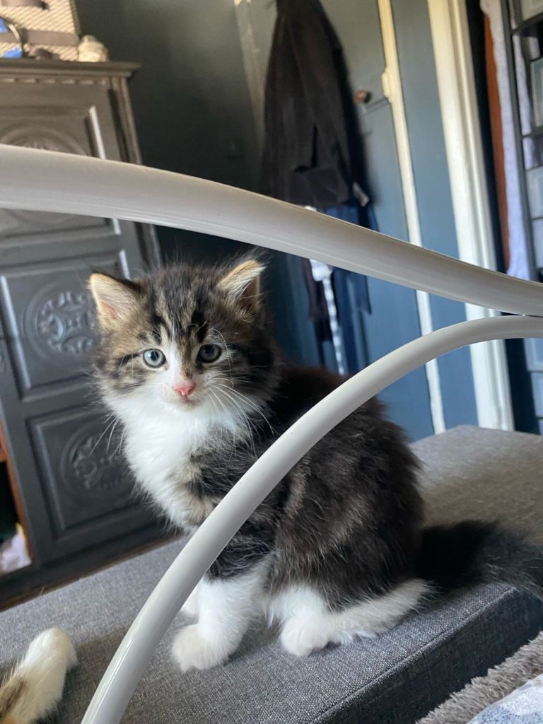 Kittens for sale
