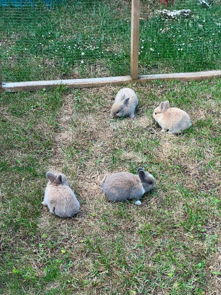 Bunnies 
