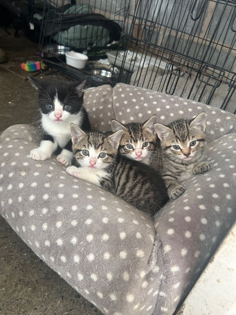 Tabby and Black Kittens for sale