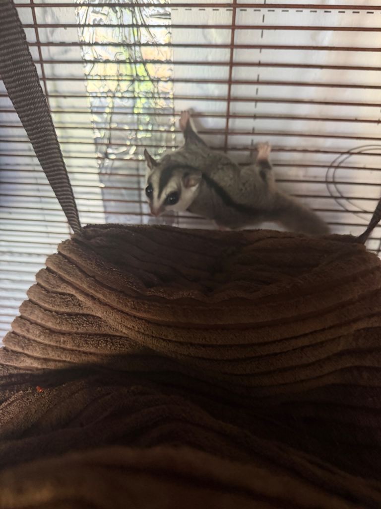 Baby Sugar Glider 
