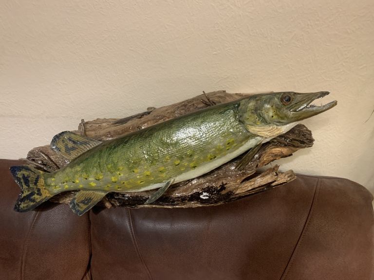 Taxidermy Mounted Pike on driftwood 