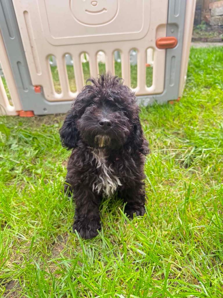 Cockapoo