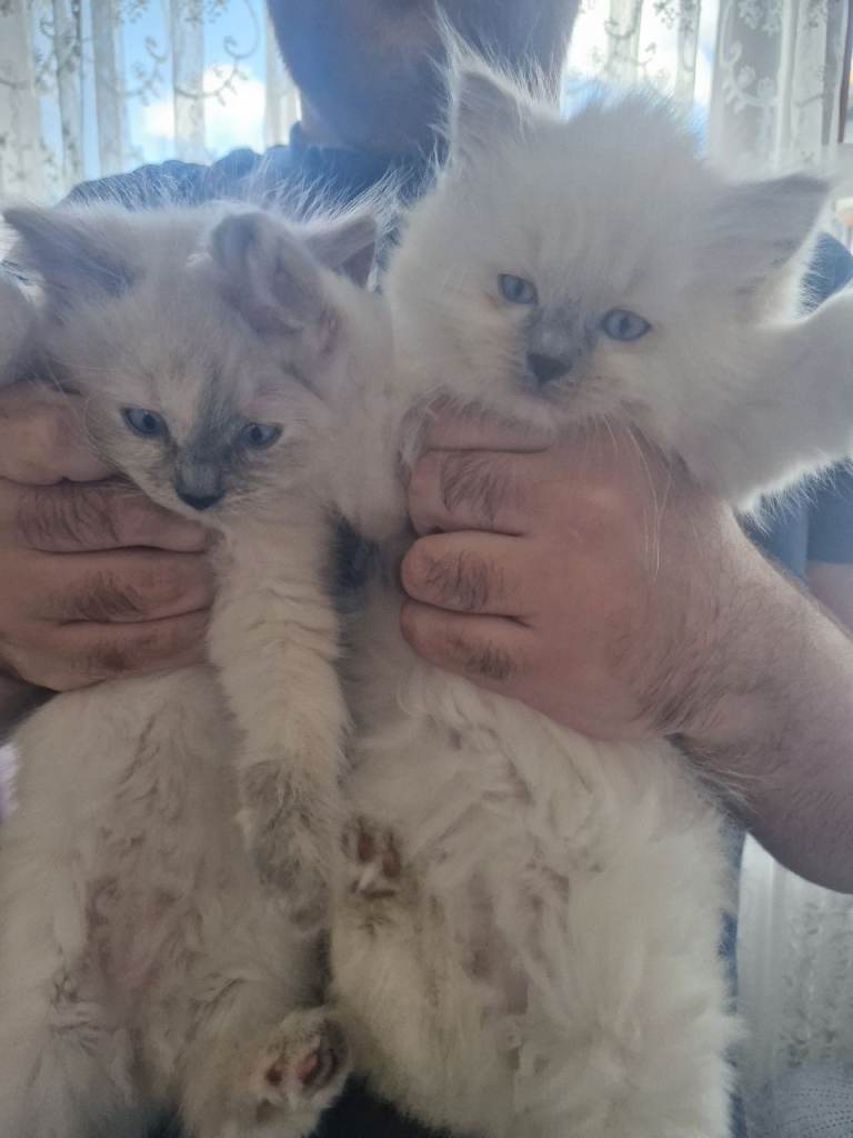 Two ragdoll kittens
