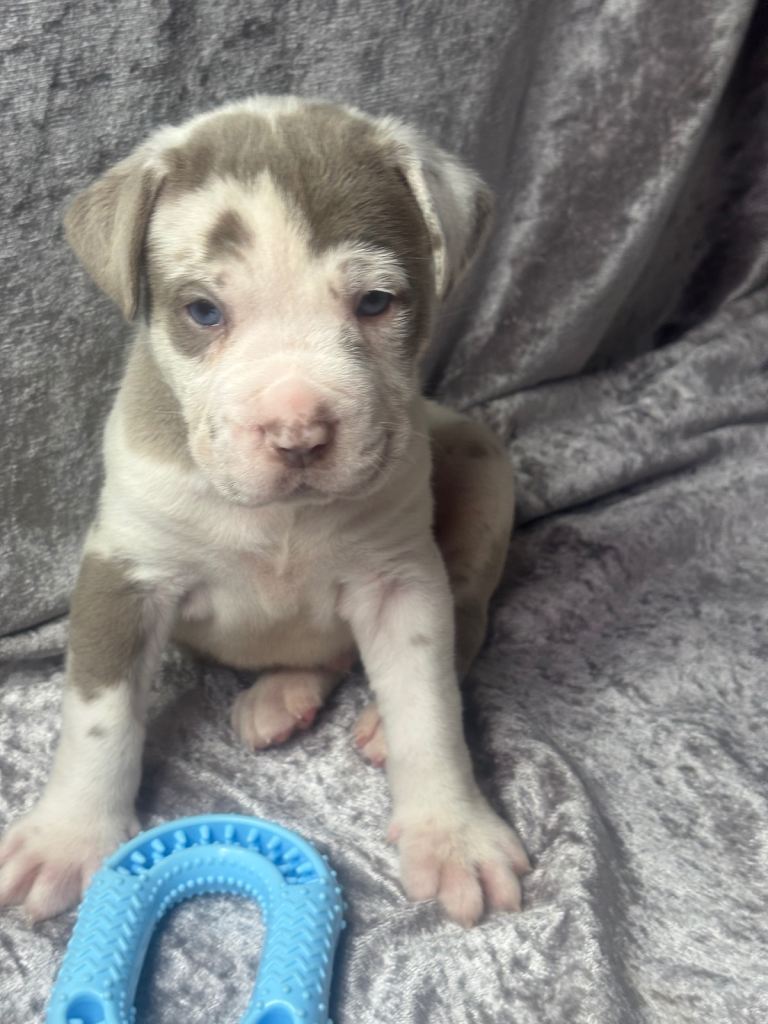 Neapolitan masstiff puppy’s rare merl colours 