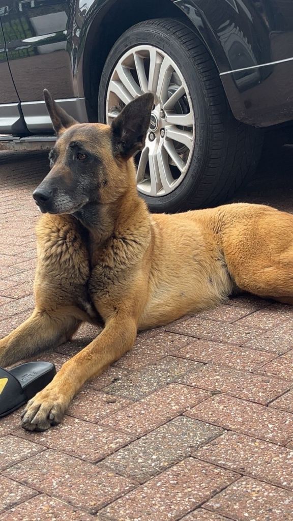 Belgium Shepard 
