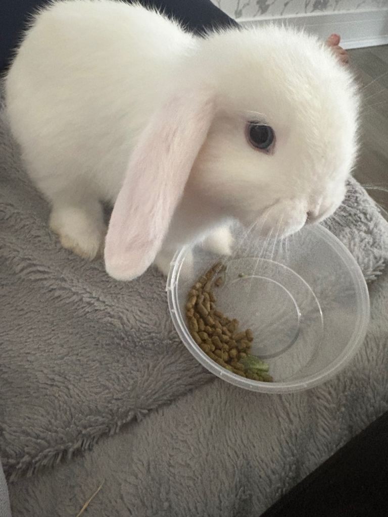 Due to change in circumstances for sale white blue eyed mini plush pop white rabbit.