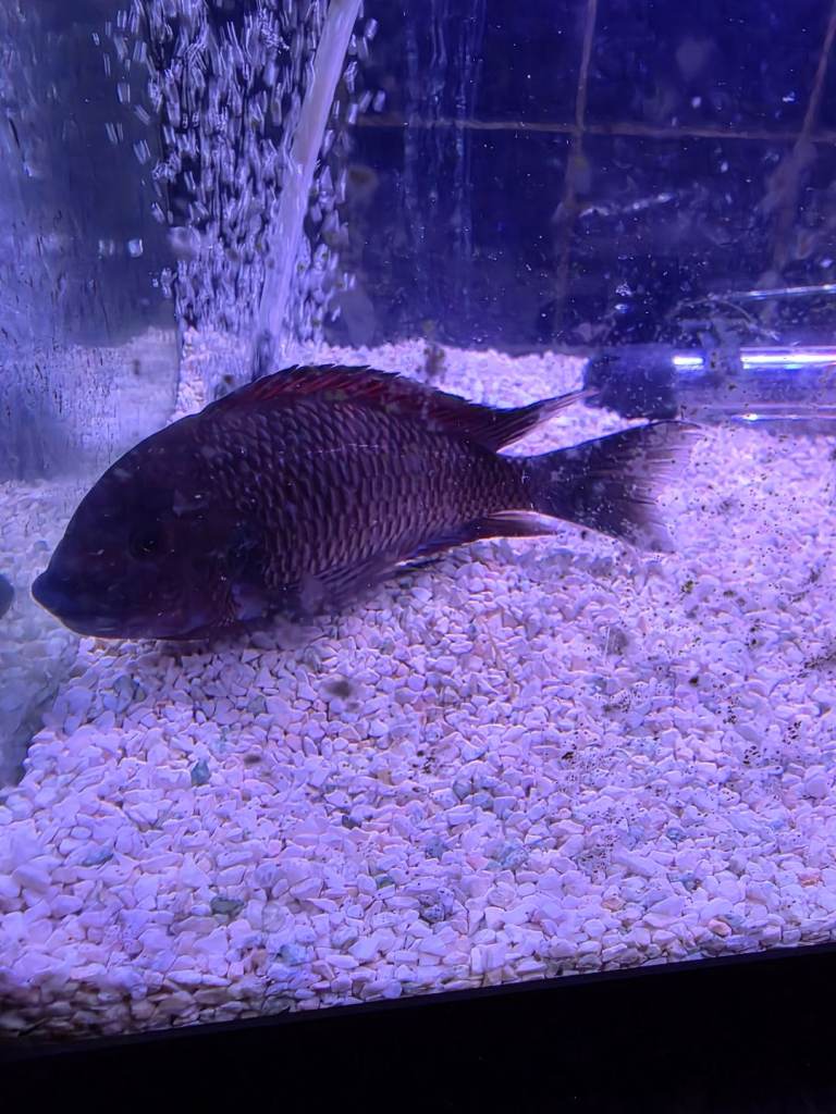 trophues cichlid