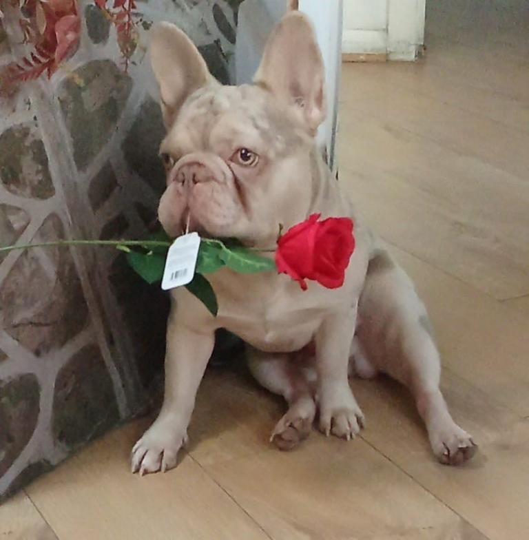 Merle French bulldog 