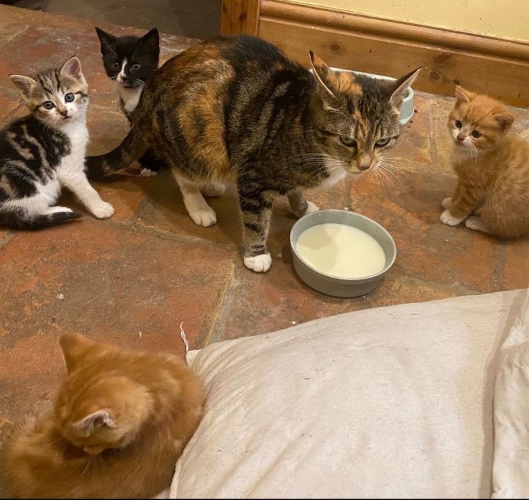 Kittens looking for forever homes