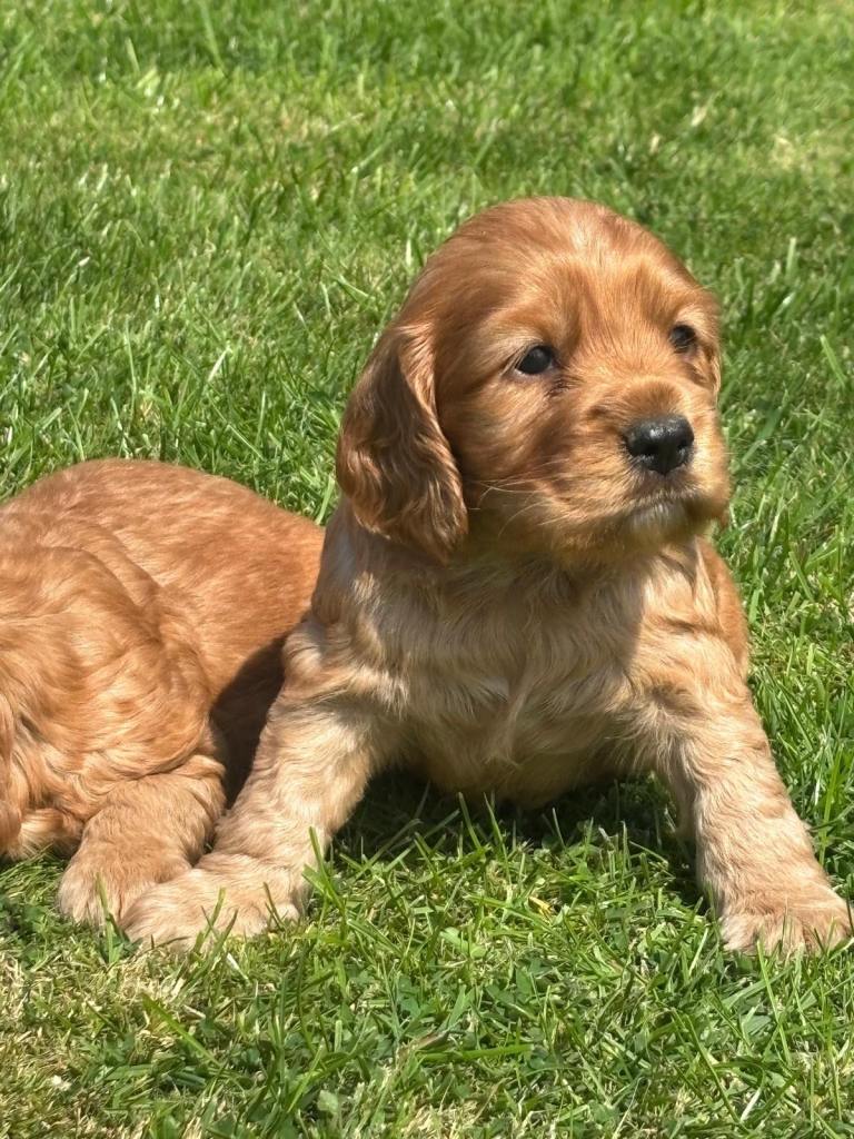 Golden Cocker Spaniel pups