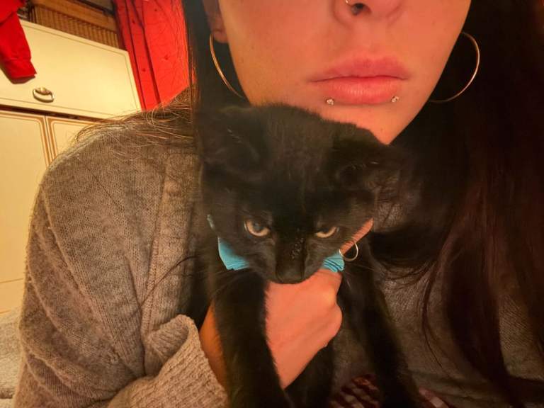 Boy kitten 