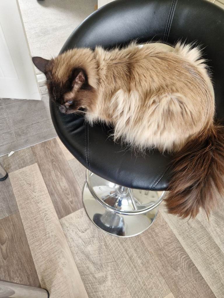 seal point ragdoll