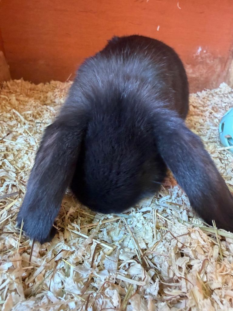 Baby mini lop