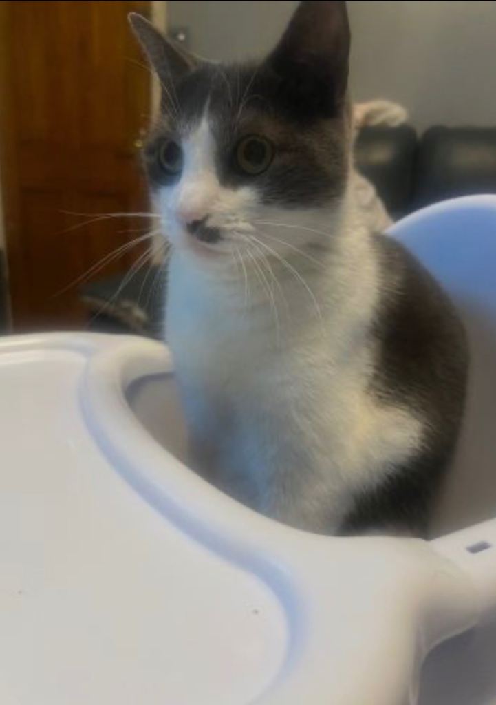 Tabby cat