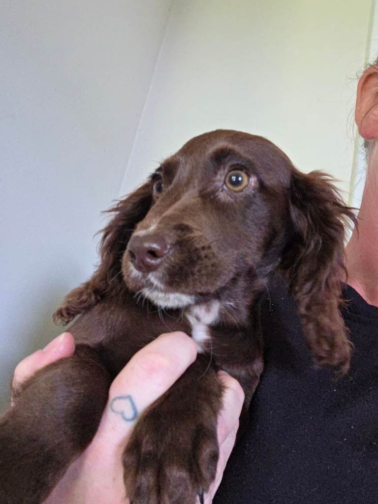 Last 3 babies KC Registered Cocker spaniel puppy’s 