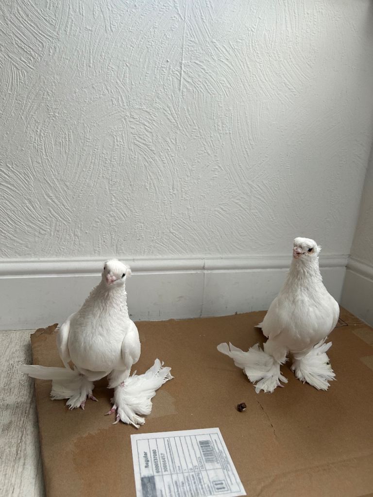 High quality pigeons