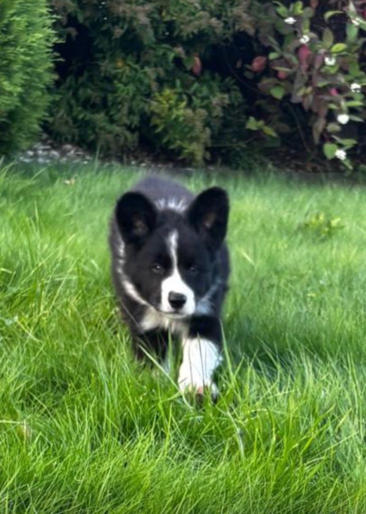 3 Beautiful Border Collies For Sale (8 Weeks Old)