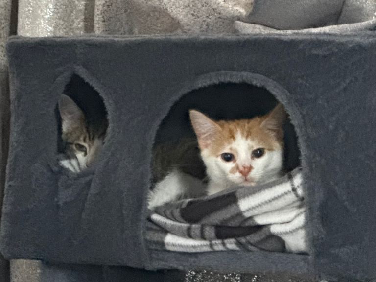 Kitten for rehoming 