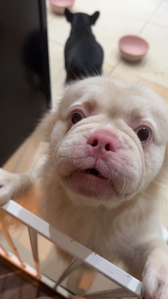 Frenchies  pups for sale.  Reduced 