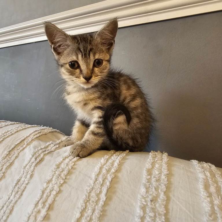 Maincoon cross Kitten for sale 