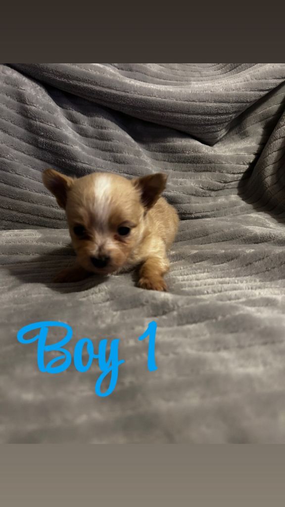 3 beautiful chihuahuaxjackrussle